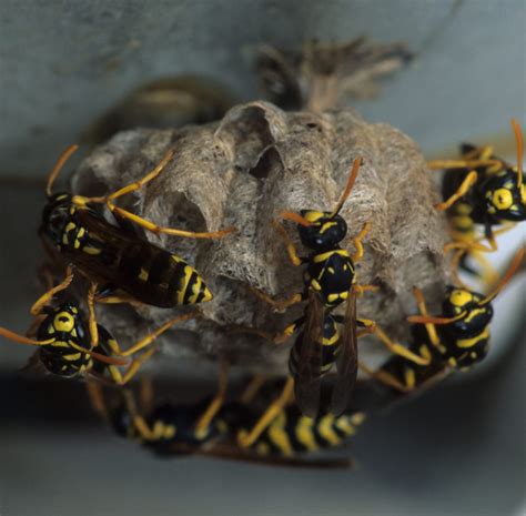 5 Natural Wasp Control Tactics | Texas Wasp & Yellow Jacket Control