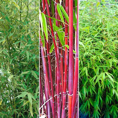 Where To Buy Bamboo Plants Atlanta at Paula Young blog