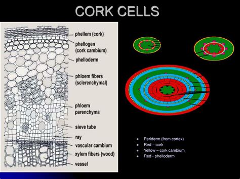 PPT - PLANT HISTOLOGY PowerPoint Presentation, free download - ID:675888