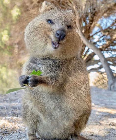 Quokka: 15 Facts About the "Happiest" Creature on Earth - Animals Recuse