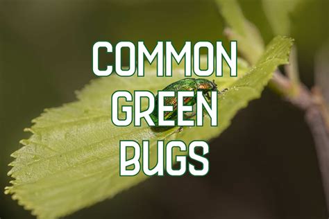 31 Types of Green Bugs (Pictures And Identification)