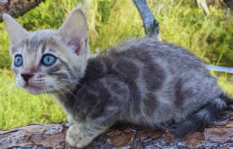 Blue Bengal Cat Care: Tips for a Healthy, Happy Feline - BLOGHUTS