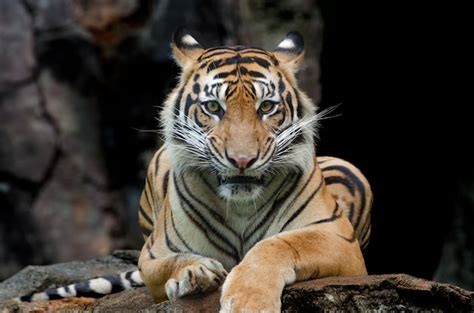 Premium Photo | The sumatran tiger sitting on the rock