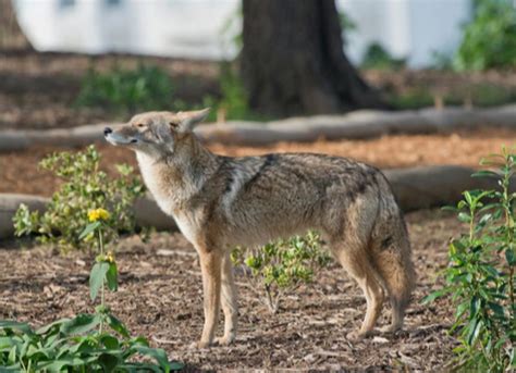 Do Coyotes Eat Dogs