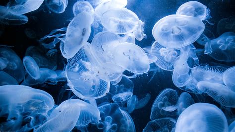 Blue Jellyfish Wallpaper