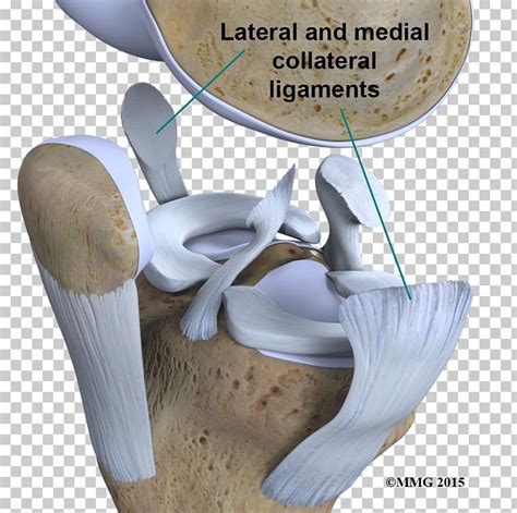 Joint Anterior Cruciate Ligament Knee Sprains And Strains PNG, Clipart, Anatomy, Anterior ...