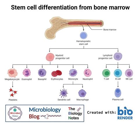 Stem Cell Differentiation from Bone Marrow. #stemcell #bonemarrow #immunology | Immunology, Stem ...