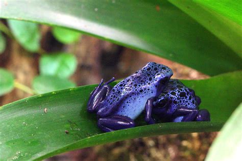 Blue Poison Dart Frogs | Blue poison dart frogs (Dendrobates… | Flickr