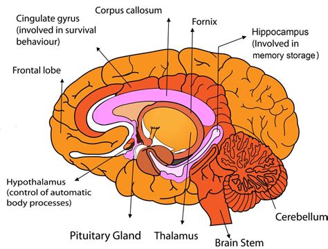 Parts of the Human Brain - KidsPressMagazine.com | Human brain, Structure of human brain, Brain ...