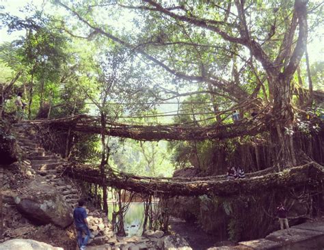 Double-Decker Living Root Bridge Trek in Cherrapunjee, Meghalaya - Two ...