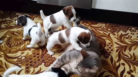 Jack Russell Puppies playing with cat - YouTube