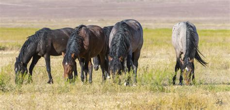 wild horses 25 may-7610 - Photography of Wild Horses - Onaqui Herd