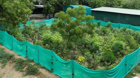 Citizens create South Bombay’s first Miyawaki forest | Mumbai news ...