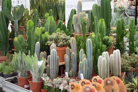 Cactussen | Planten, Cactussen, Kamerplanten