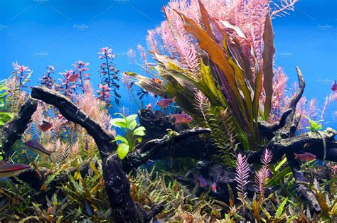 Seaweed underwater | Nature Stock Photos ~ Creative Market