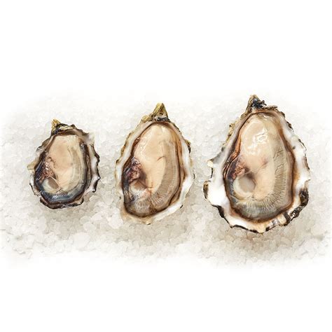 Goose Point Shellstock Oysters - Goose Point Shellfish Farm & Oystery