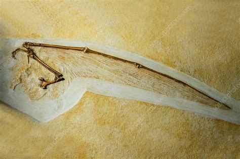 Rhamphorhynchus Fossil - Stock Image - C028/5755 - Science Photo Library