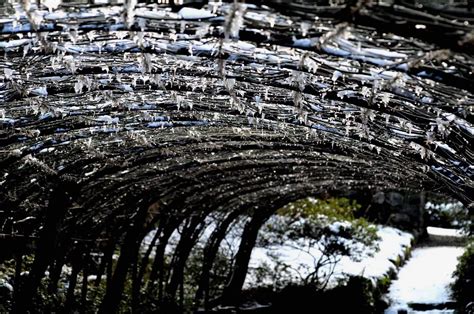 LOOK: Laburnum Arch in full bloom draws in visitors - North Wales Live