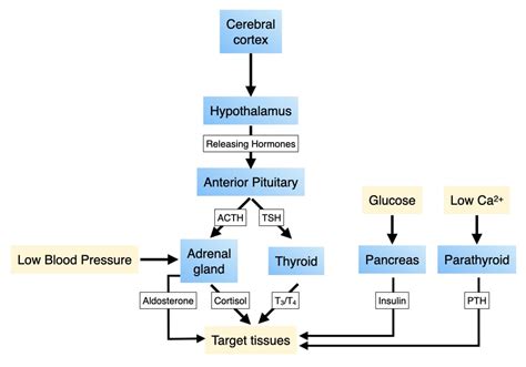 Endocrine System Concept Map Answer Key - Map