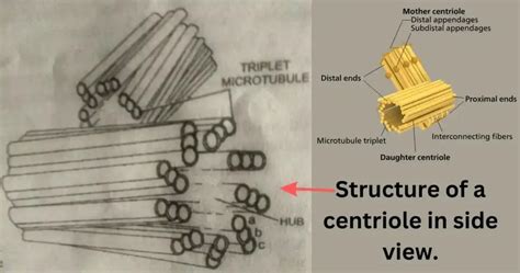 What Are Centrioles? Definition, Functions, Structure - 2025