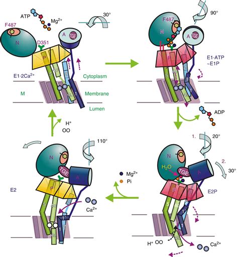 Mammalian Calcium Pumps in Health and Disease - Clinical Tree