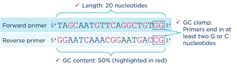 How To Design Primers For Topo Cloning - Design Talk