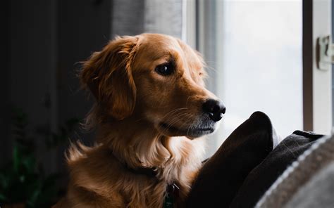 Download wallpaper 3840x2400 golden retriever, dog, pet, brown, glance ...