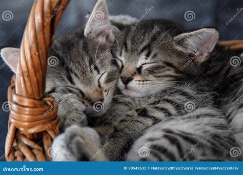 Two Kittens Sleeping in a Wicker Basket Stock Photo - Image of falling, asleep: 90542632