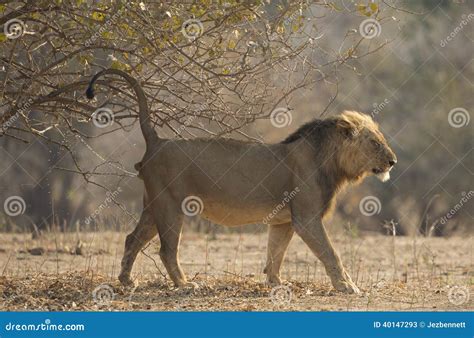 Lion marking his territory stock image. Image of panthera - 40147293