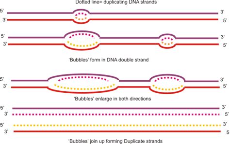 DNA Replication — The Biology Primer