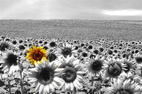 Sunflower Field Black And White Photograph by Manuel Fernandes