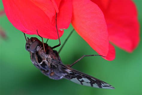 Tiger Bee Fly Photograph by Juergen Roth | Fine Art America