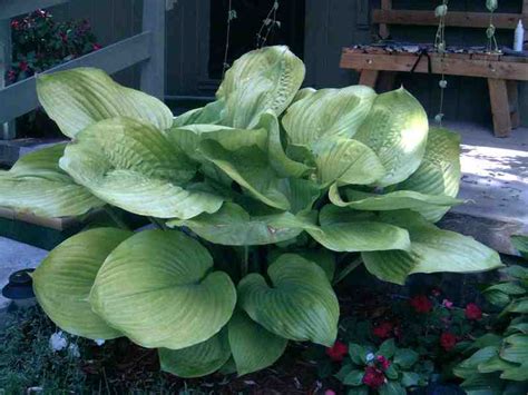 Sum and Substance Hosta - Favorite Perennials