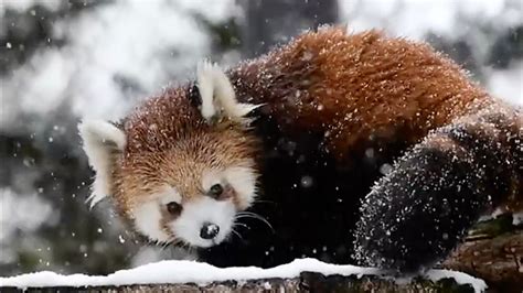 Milwaukee County Zoo's baby red panda discovers snow for first time in ...