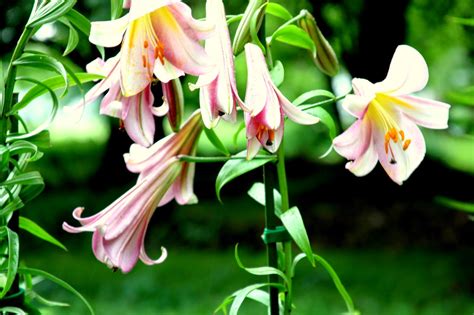 Formosa Lily in our Garden may be a Lily in the Pink Perfection Group