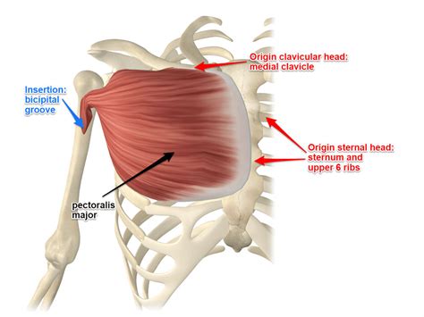 Pectoralis Major Muscle Its Attachments and Actions - Yoganatomy