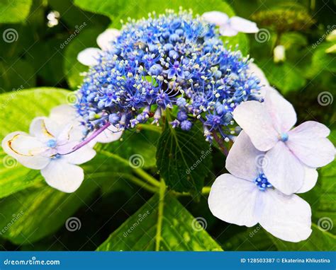 Blue Hydrangea: Beautiful Delicate Petals in Green Leaves. Stock Image - Image of plant, fade ...