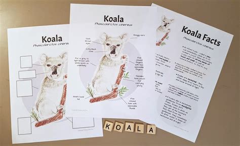 Koala Anatomy and Facts Lesson Plans Homeschool - Etsy