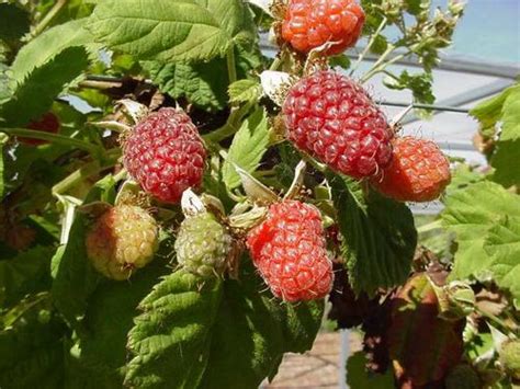 Loganberry - Recipes Wiki