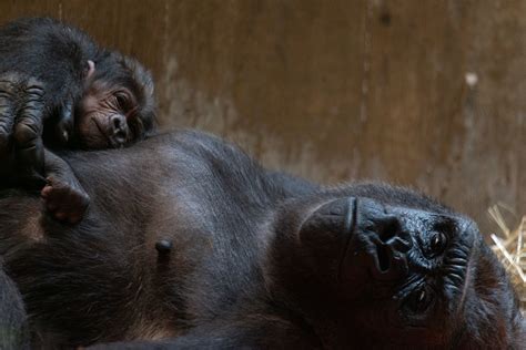 Video captures gorilla birth at National Zoo. It may be the most ...