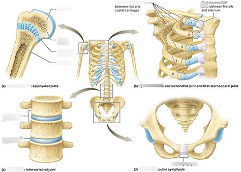 Cartilaginous Joints Diagram | Quizlet