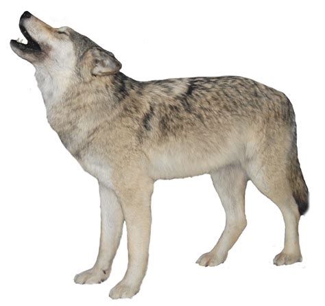 Wolf PNG Transparent Images - PNG All