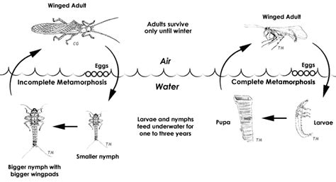Water Strider Life Cycle