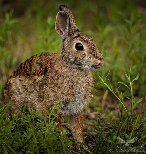 Eastern cottontail rabbits | Hallmark Times