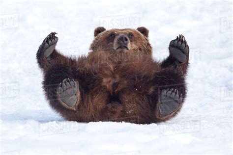 An Adult Female Brown Bear Rolls In The Snow And Looks Towards Camera While Laying On Her Back ...