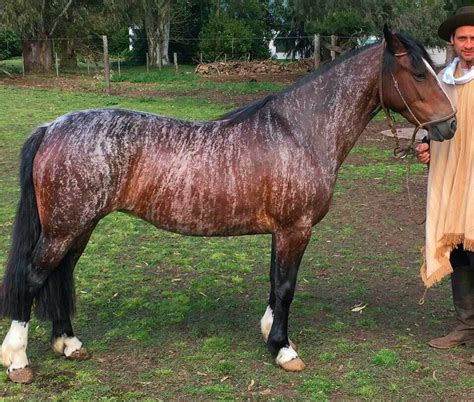 Criollo | Rare horses, Brindle horse, Horses