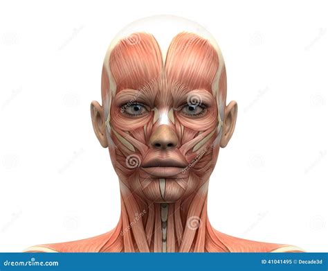 Human Head Muscle Anatomy | www.pixshark.com - Images Galleries With A ...