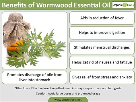 10 Incredible Benefits of Wormwood Essential Oil | Wormwood essential ...