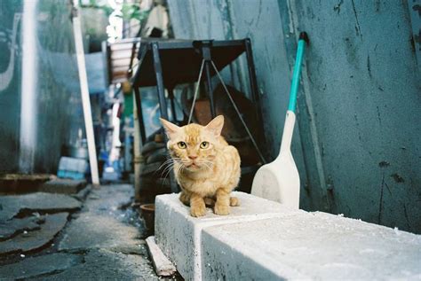 Camera: Ricoh GR1s · Lomography