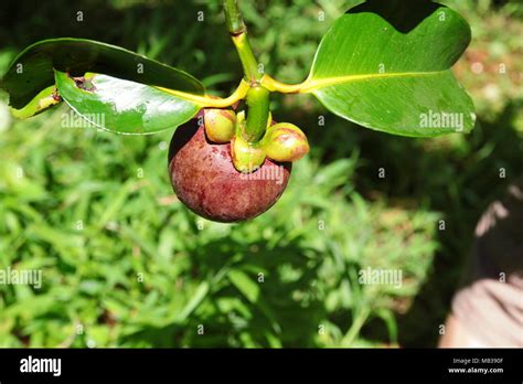 Unripe Purple Mangosteen on the tree. Mangosteen is a tropical fruit common in the rainforest ...